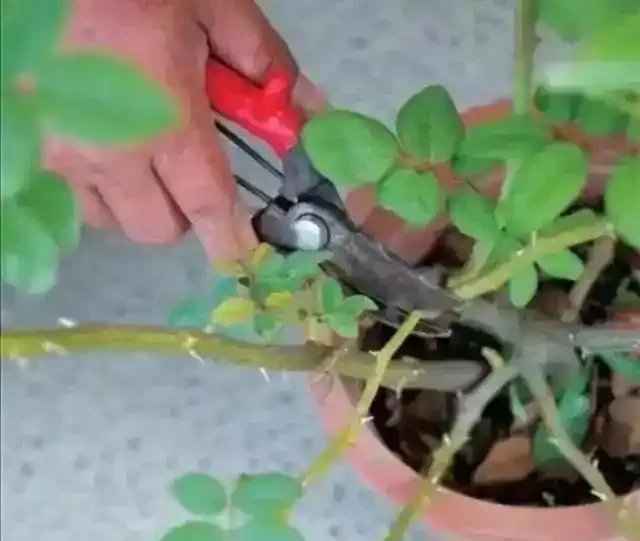 絕了!掌握3招修剪法,玫瑰小苗逆襲,花朵碩大開滿盆