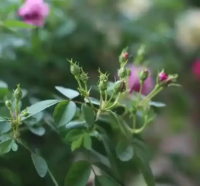 絕了!掌握3招修剪法,玫瑰小苗逆襲,花朵碩大開滿盆