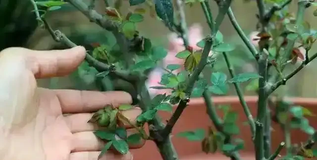 絕了!掌握3招修剪法,玫瑰小苗逆襲,花朵碩大開滿盆