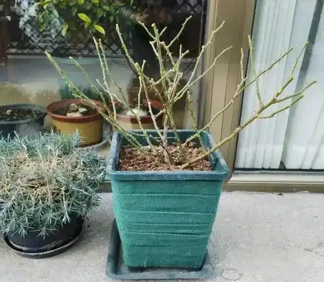 絕了!掌握3招修剪法,玫瑰小苗逆襲,花朵碩大開滿盆