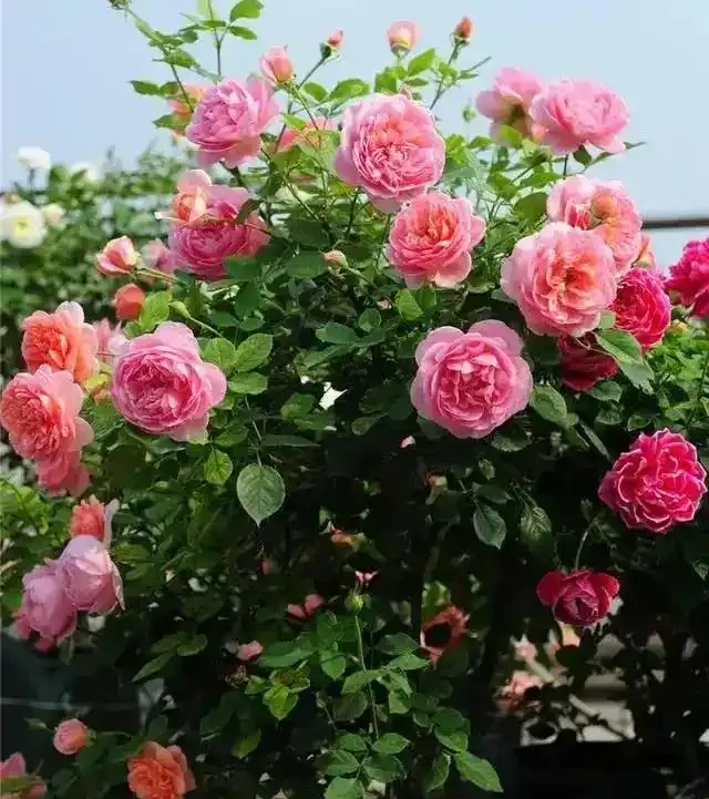 絕了!掌握3招修剪法,玫瑰小苗逆襲,花朵碩大開滿盆
