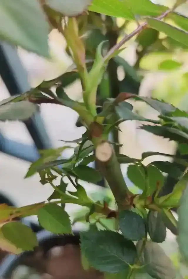 絕了!掌握3招修剪法,玫瑰小苗逆襲,花朵碩大開滿盆
