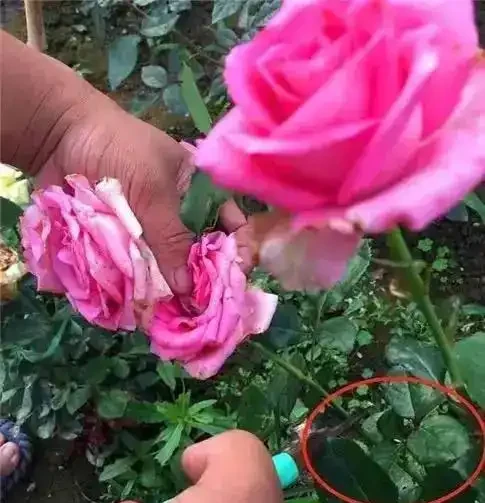 絕了!掌握3招修剪法,玫瑰小苗逆襲,花朵碩大開滿盆