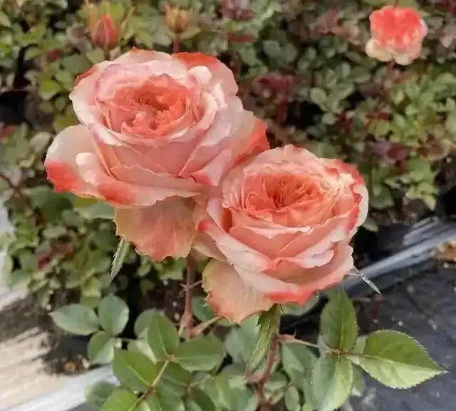 絕了!掌握3招修剪法,玫瑰小苗逆襲,花朵碩大開滿盆