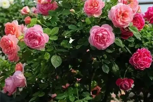絕了！掌握3招修剪法，玫瑰小苗逆襲，花朵碩大開滿盆
