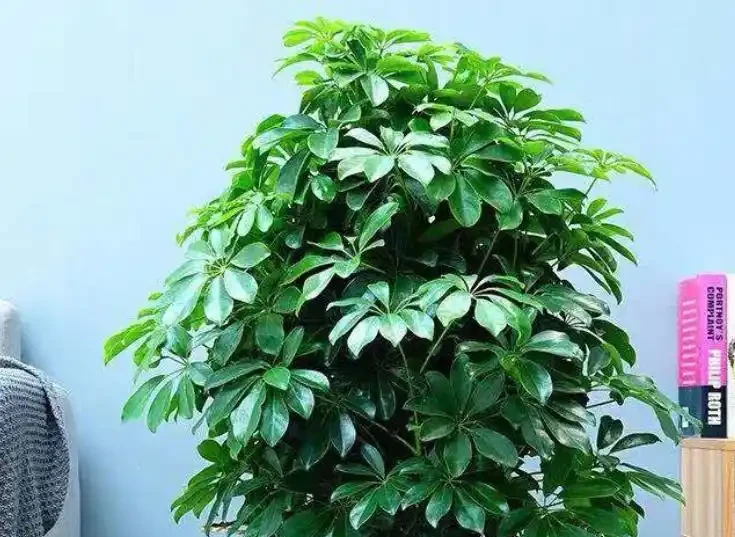 鵝掌藤養護核心指南：5個黃金法則讓葉片油亮滿盆！