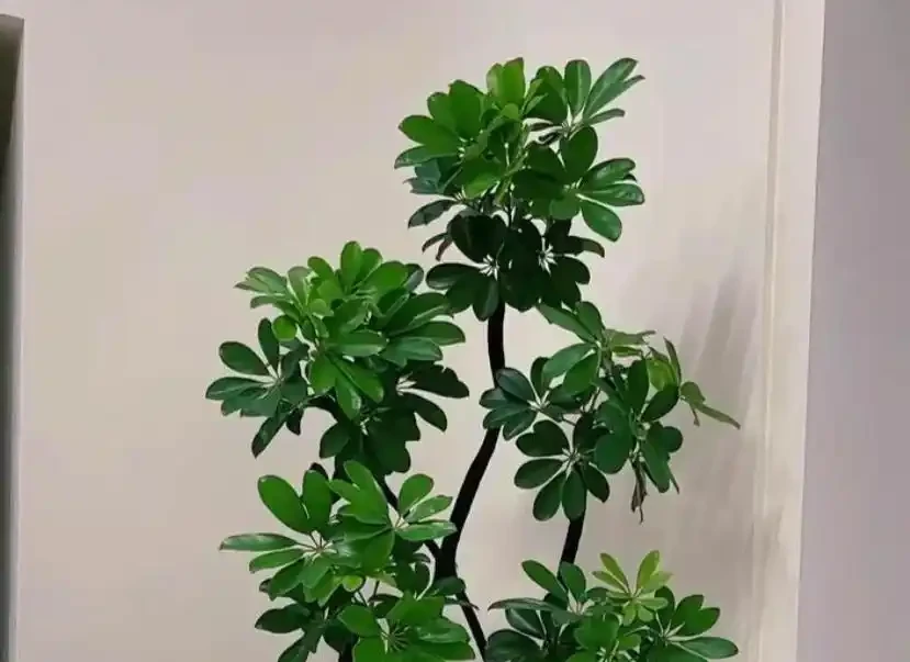 鵝掌藤養護核心指南：5個黃金法則讓葉片油亮滿盆！