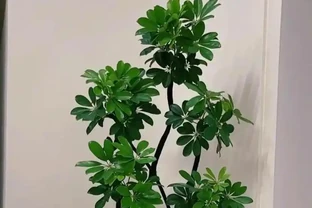 鵝掌藤養護核心指南：5個黃金法則讓葉片油亮滿盆！