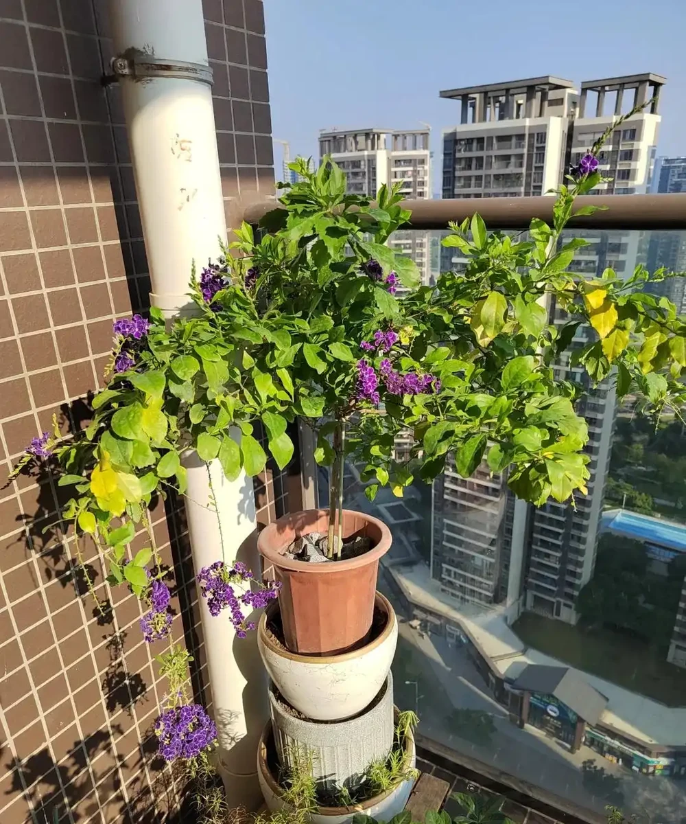 別再死磕梔子花了!這6種「香水花」皮實好養,一開香滿屋!
