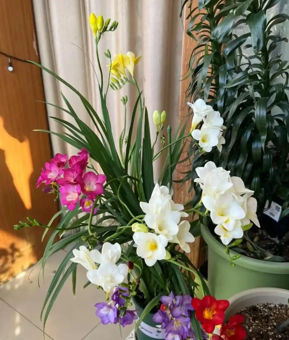別再死磕梔子花了!這6種「香水花」皮實好養,一開香滿屋!