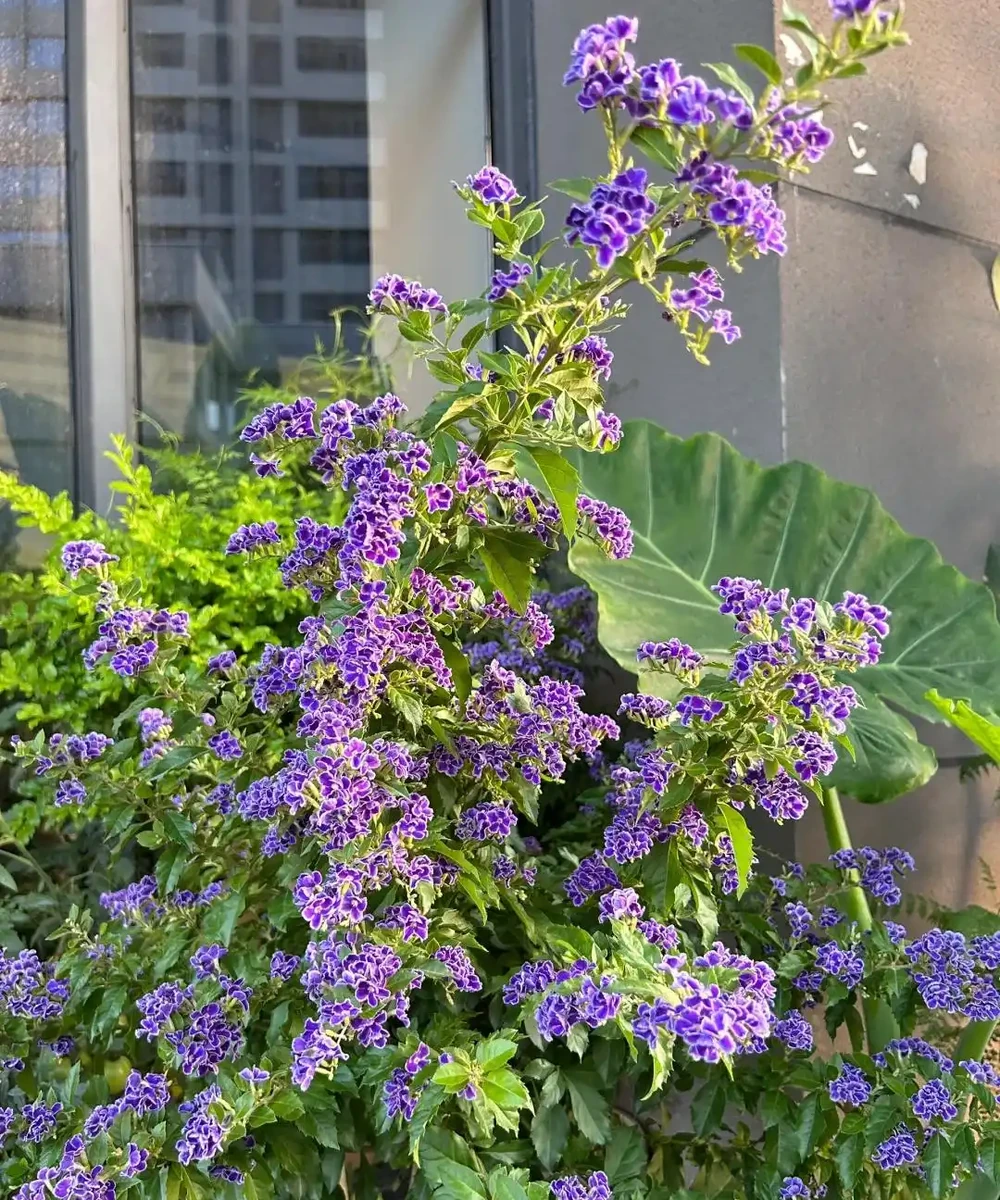 別再死磕梔子花了!這6種「香水花」皮實好養,一開香滿屋!