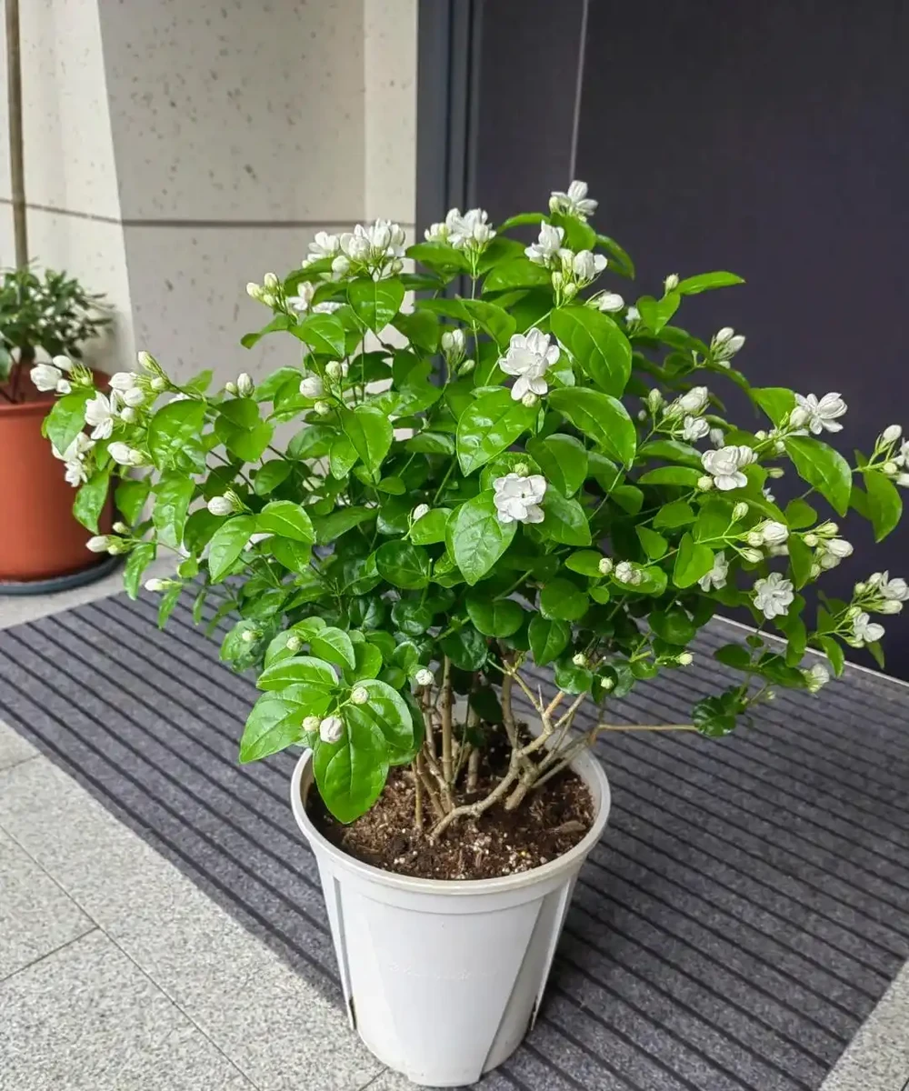 別再死磕梔子花了!這6種「香水花」皮實好養,一開香滿屋!