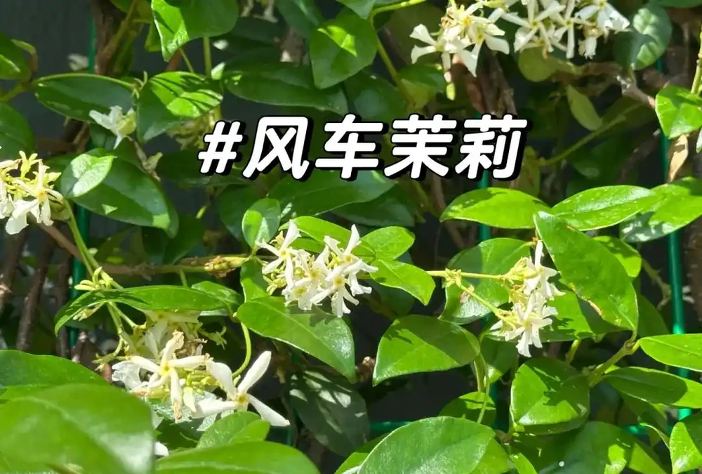 別再死磕梔子花了!這6種「香水花」皮實好養,一開香滿屋!