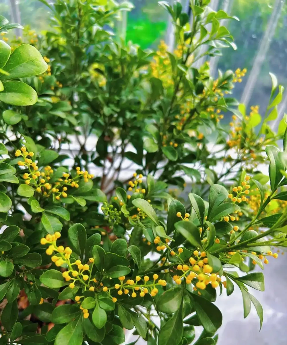 別再死磕梔子花了!這6種「香水花」皮實好養,一開香滿屋!