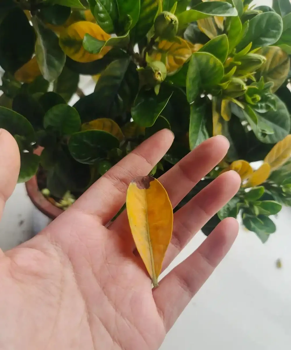 別再死磕梔子花了!這6種「香水花」皮實好養,一開香滿屋!
