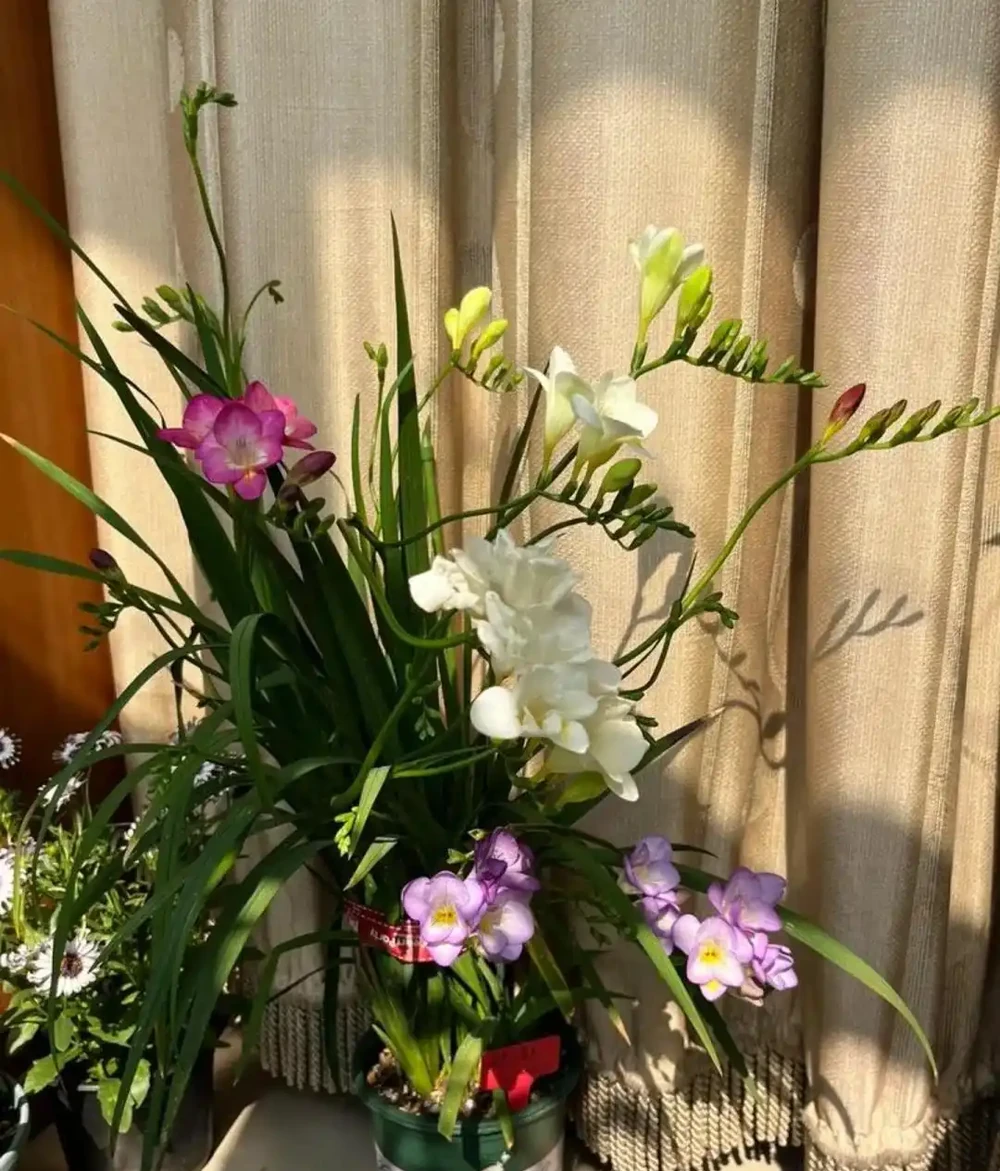 別再死磕梔子花了!這6種「香水花」皮實好養,一開香滿屋!