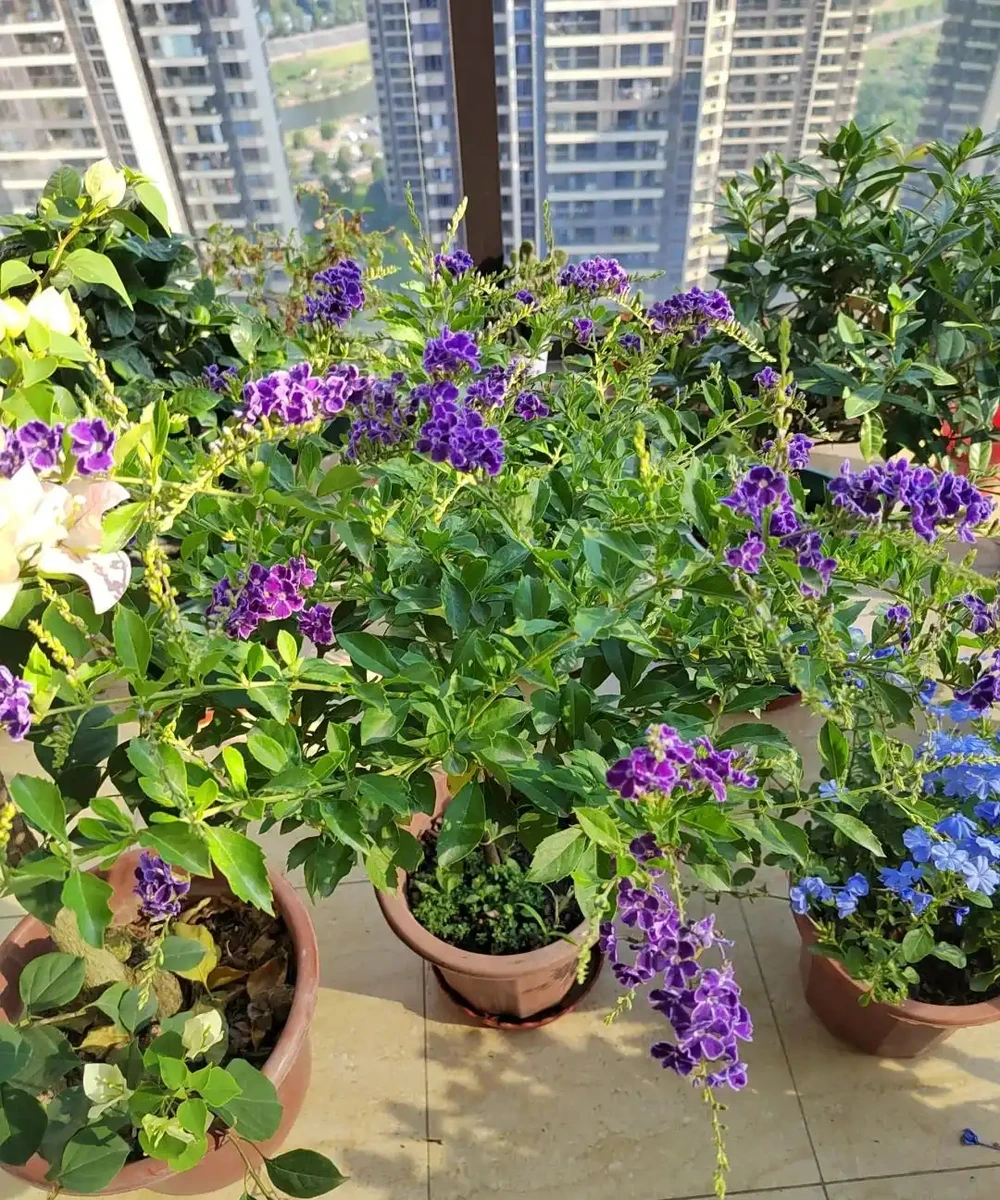 別再死磕梔子花了!這6種「香水花」皮實好養,一開香滿屋!