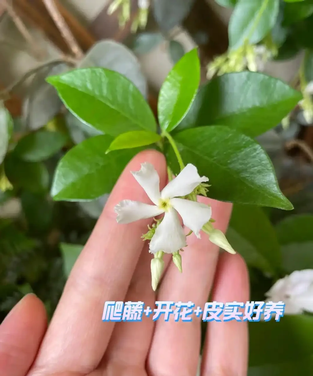 別再死磕梔子花了!這6種「香水花」皮實好養,一開香滿屋!
