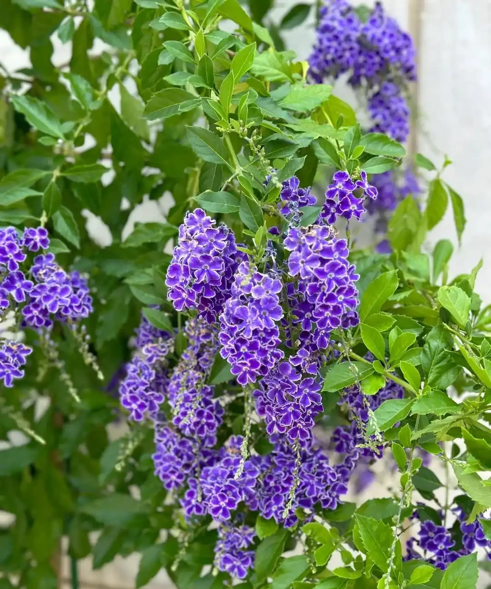別再死磕梔子花了!這6種「香水花」皮實好養,一開香滿屋!