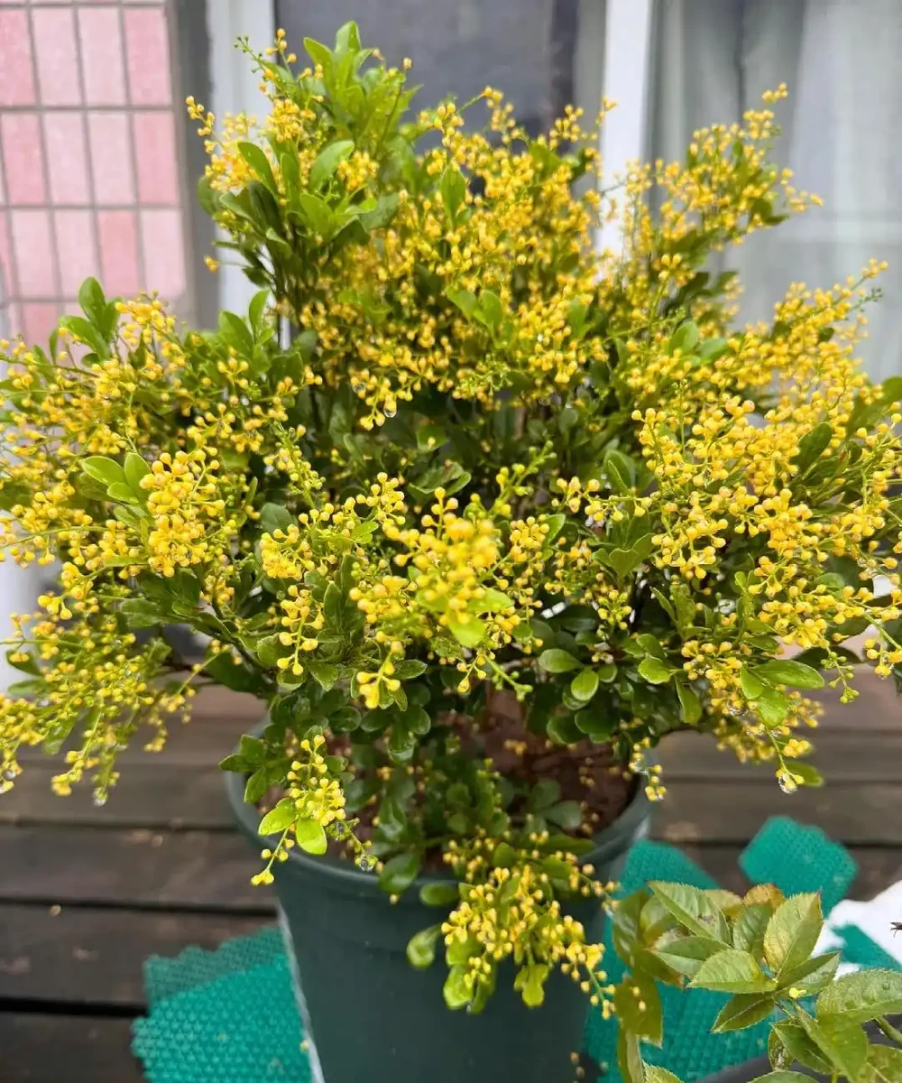 別再死磕梔子花了!這6種「香水花」皮實好養,一開香滿屋!