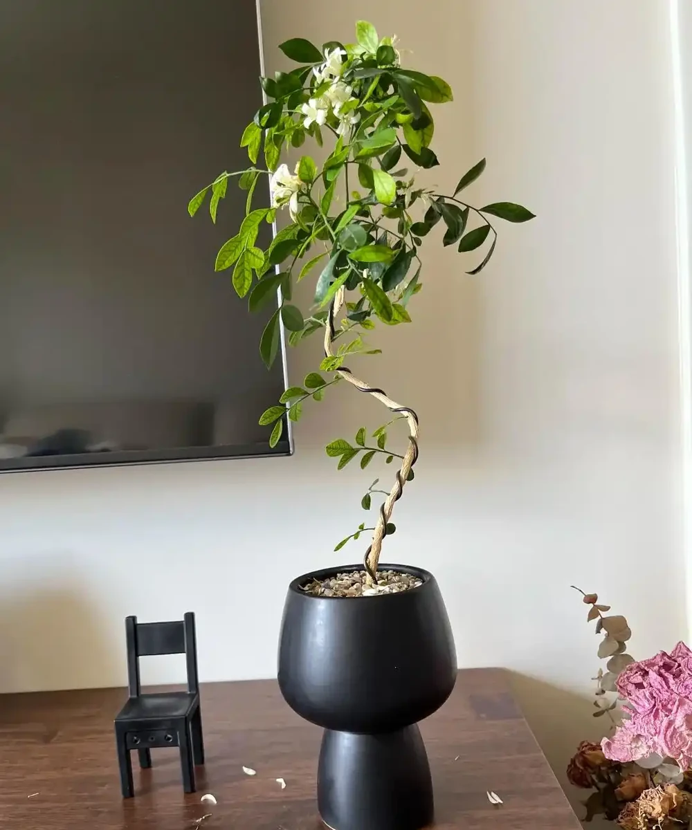 別再死磕梔子花了!這6種「香水花」皮實好養,一開香滿屋!