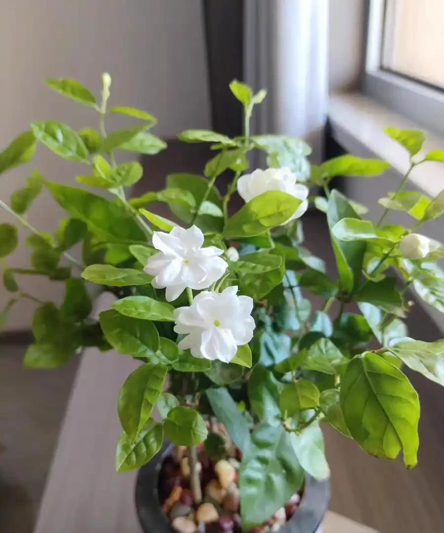 別再死磕梔子花了!這6種「香水花」皮實好養,一開香滿屋!