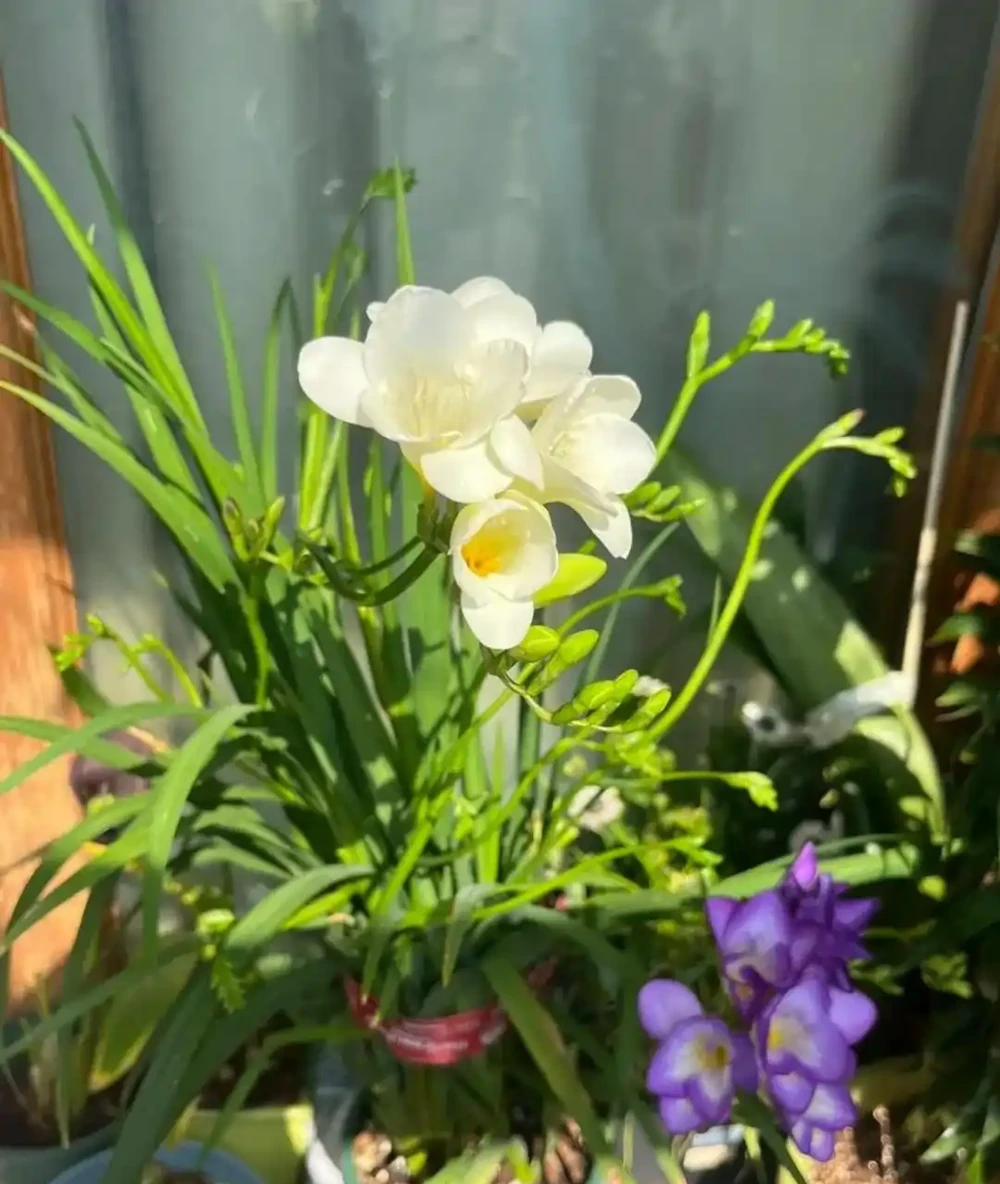別再死磕梔子花了!這6種「香水花」皮實好養,一開香滿屋!