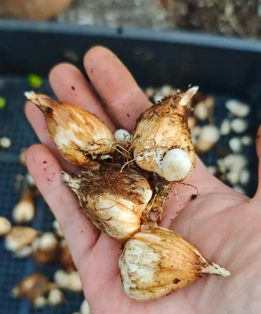 別再死磕梔子花了!這6種「香水花」皮實好養,一開香滿屋!