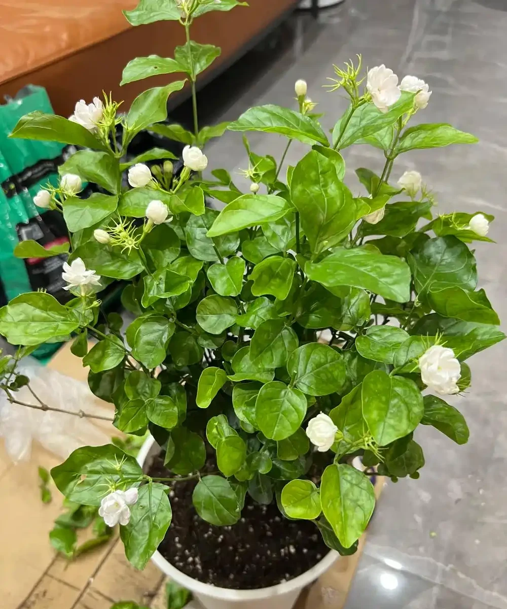 別再死磕梔子花了!這6種「香水花」皮實好養,一開香滿屋!