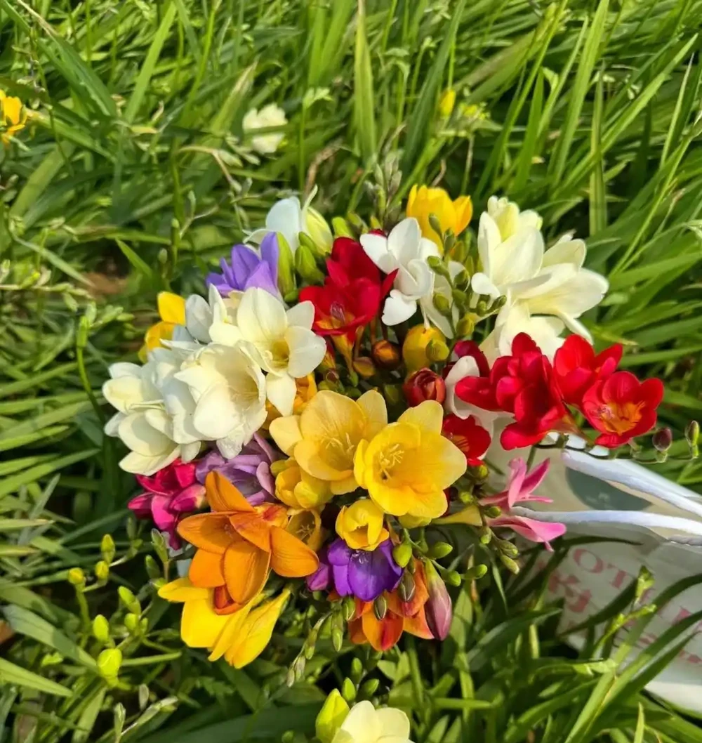 別再死磕梔子花了!這6種「香水花」皮實好養,一開香滿屋!