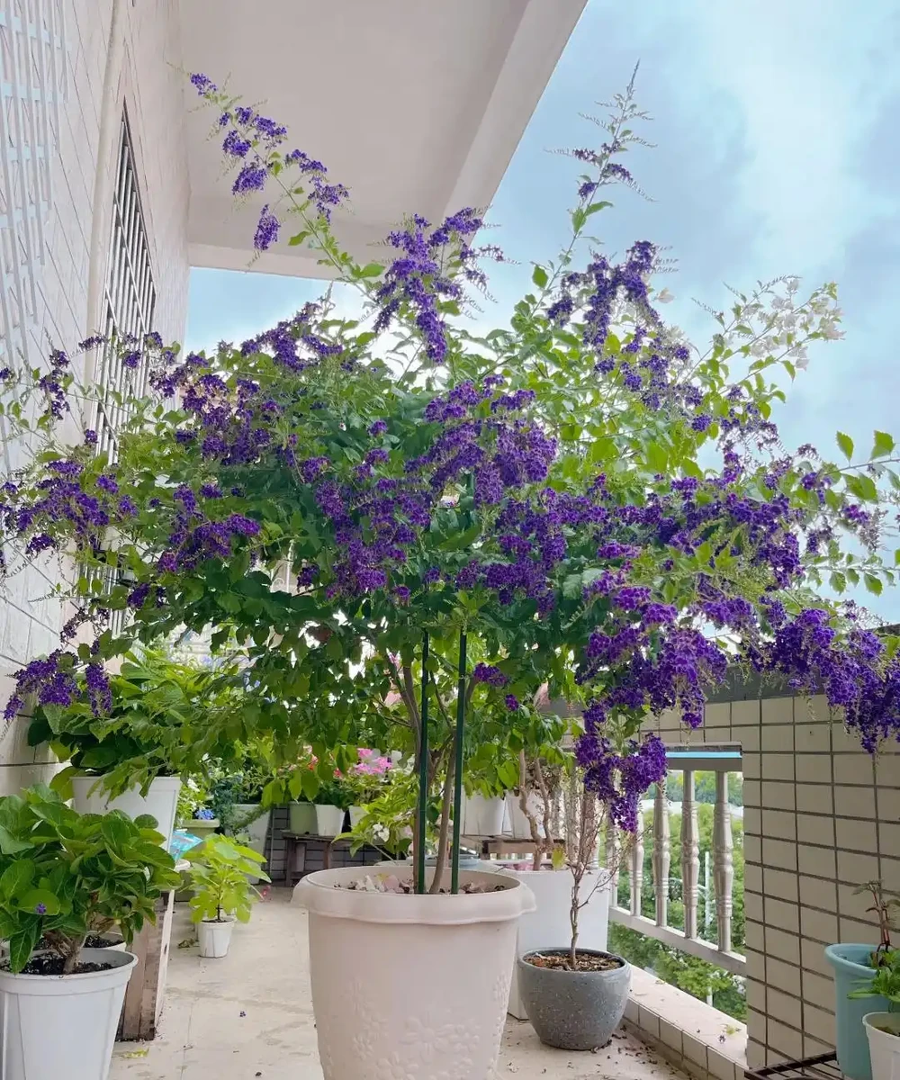 別再死磕梔子花了!這6種「香水花」皮實好養,一開香滿屋!