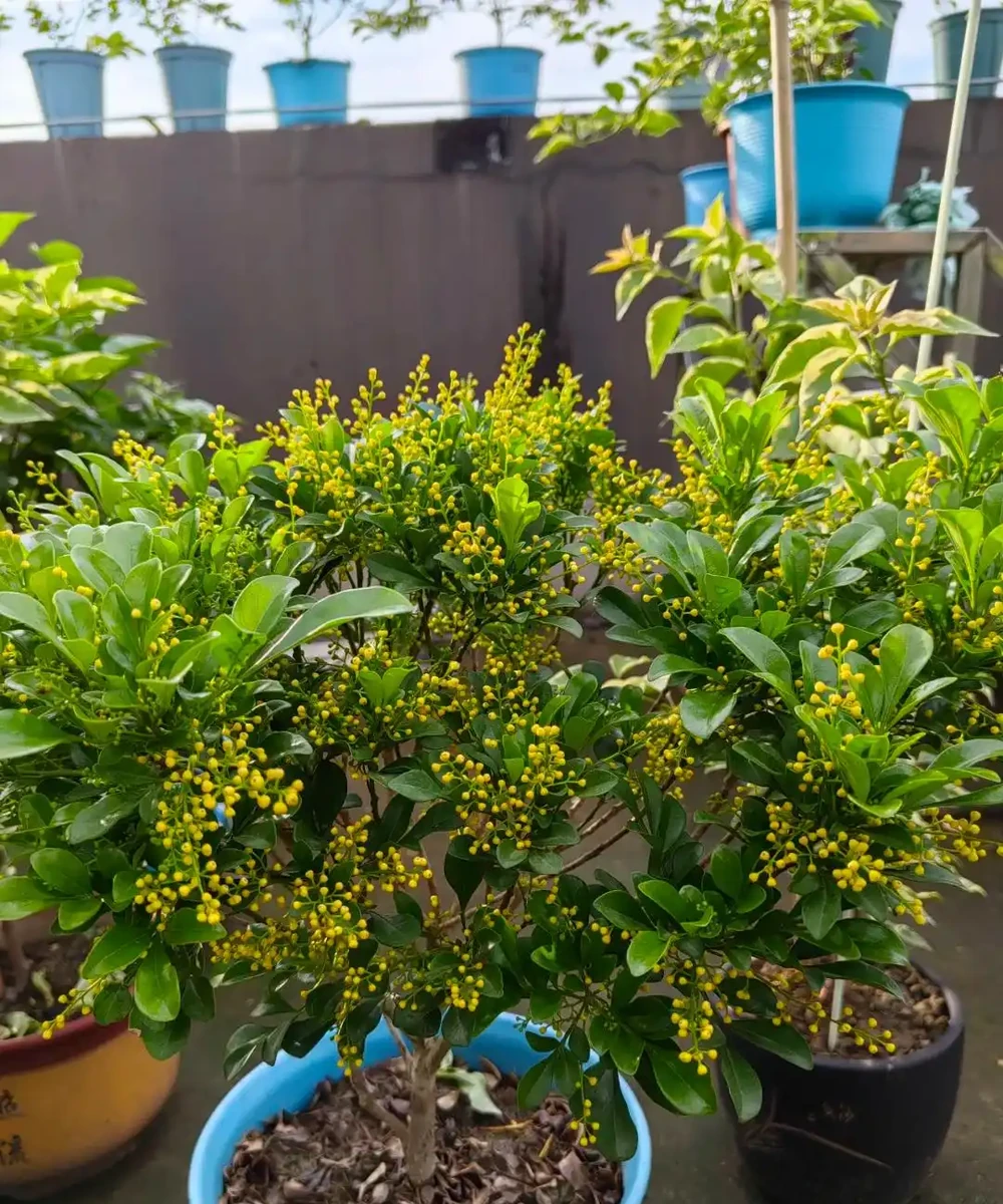 別再死磕梔子花了!這6種「香水花」皮實好養,一開香滿屋!