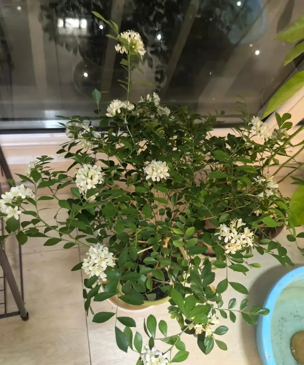 別再死磕梔子花了!這6種「香水花」皮實好養,一開香滿屋!