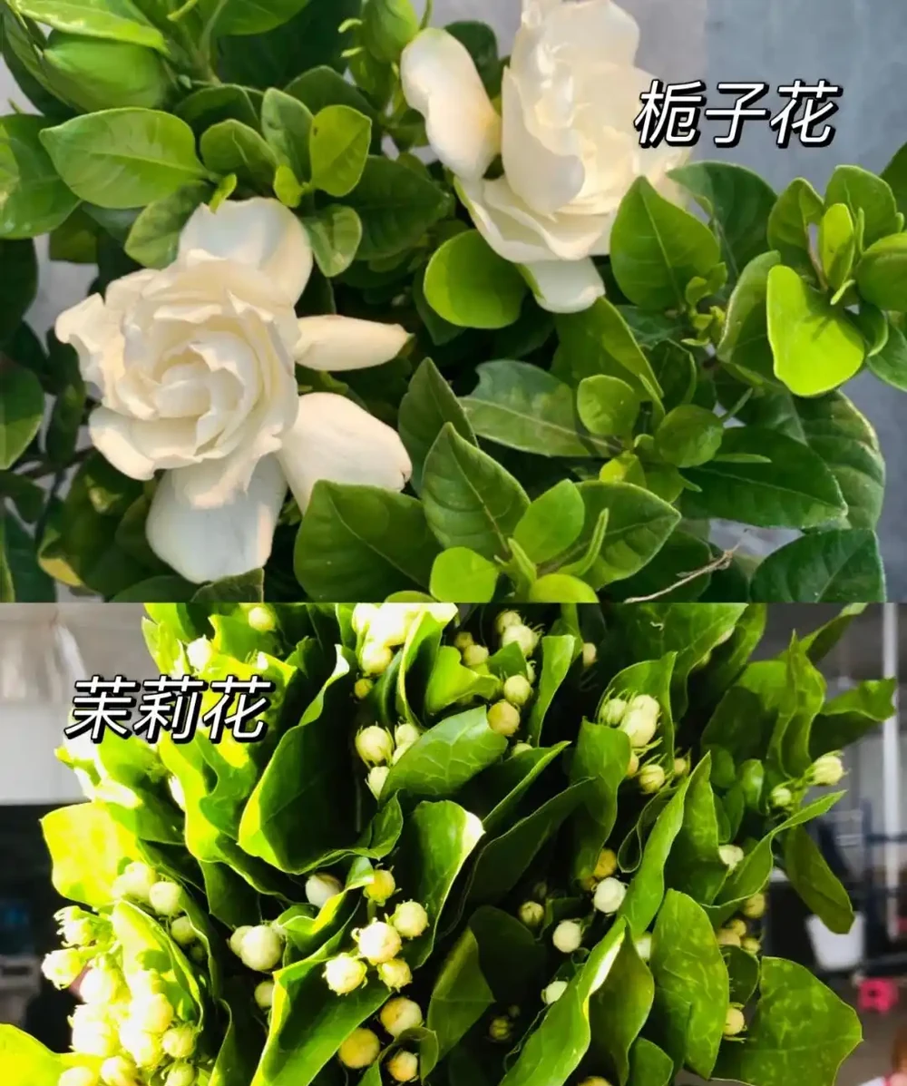 別再死磕梔子花了!這6種「香水花」皮實好養,一開香滿屋!