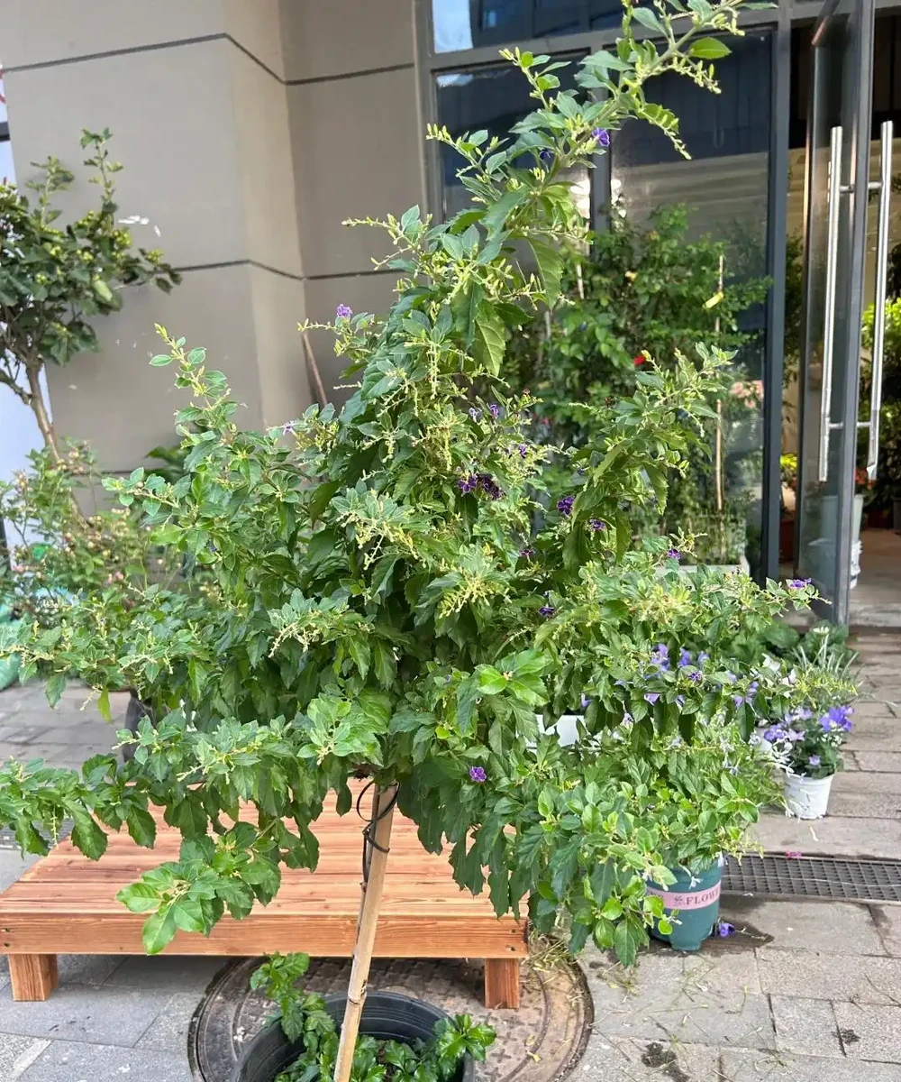 別再死磕梔子花了!這6種「香水花」皮實好養,一開香滿屋!