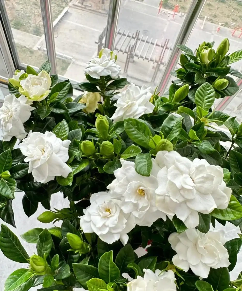 別再死磕梔子花了!這6種「香水花」皮實好養,一開香滿屋!