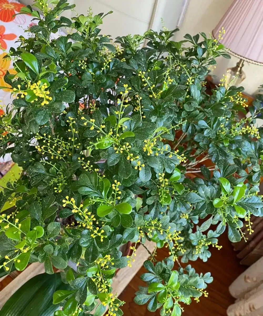 別再死磕梔子花了!這6種「香水花」皮實好養,一開香滿屋!