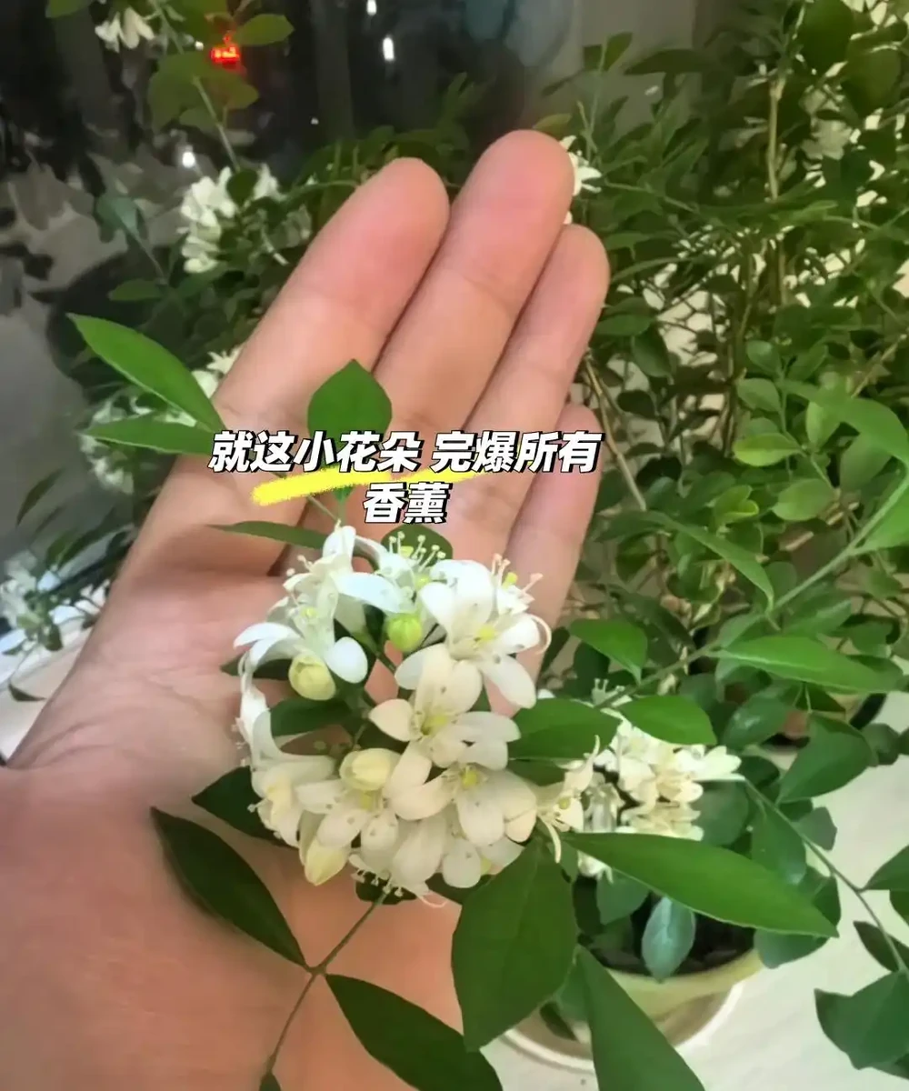 別再死磕梔子花了!這6種「香水花」皮實好養,一開香滿屋!