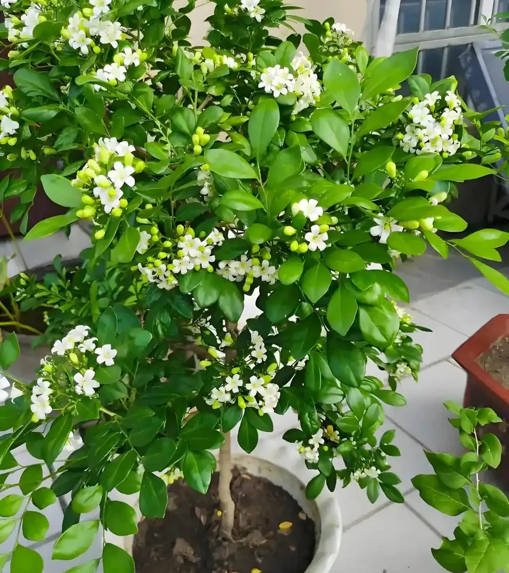 別再死磕梔子花了!這6種「香水花」皮實好養,一開香滿屋!