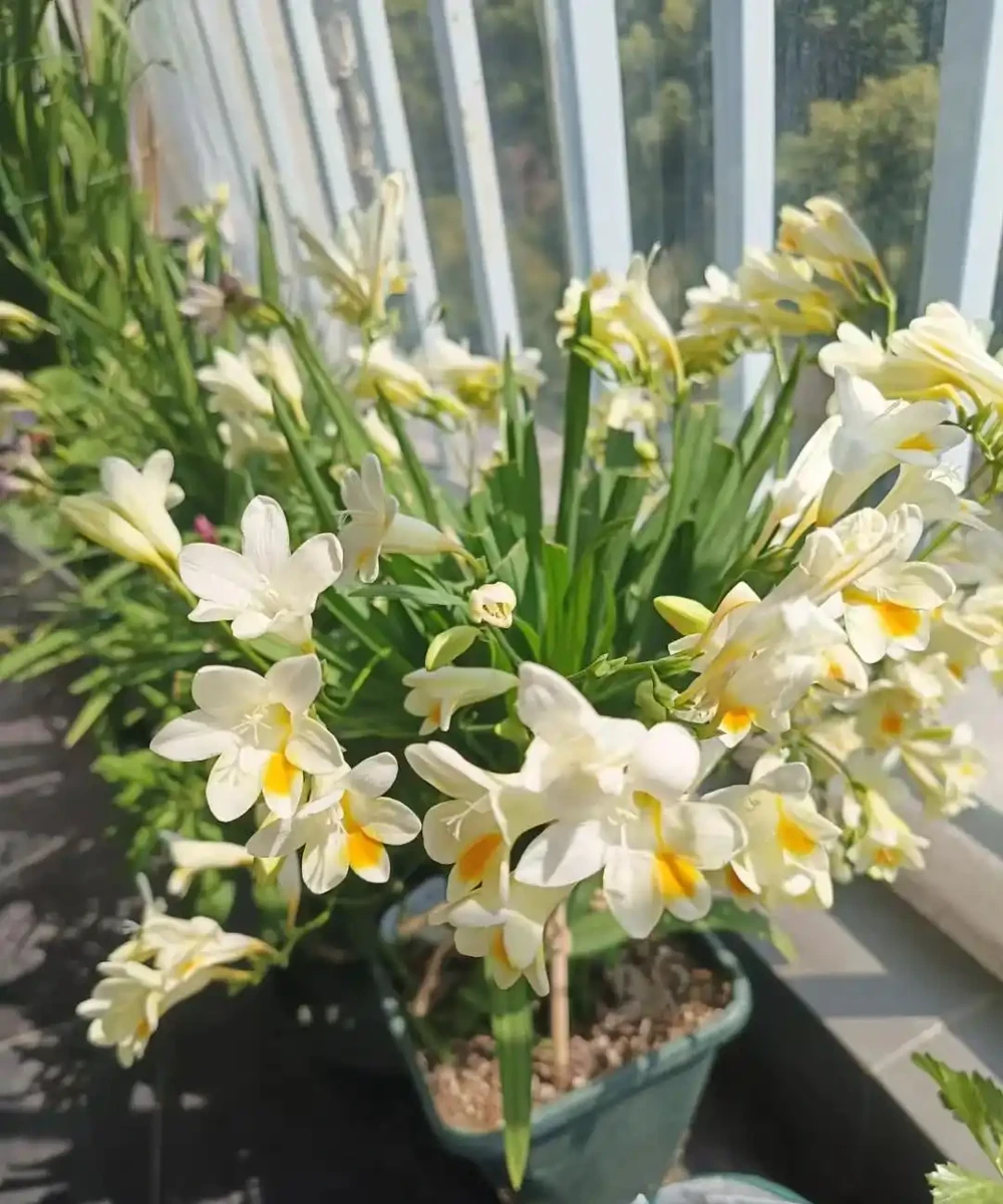 別再死磕梔子花了!這6種「香水花」皮實好養,一開香滿屋!