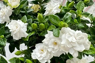 別再死磕梔子花了！這6種「香水花」皮實好養，一開香滿屋！