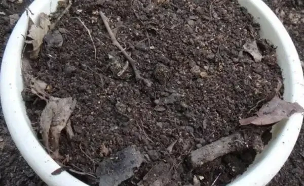 龍血樹的種植、繁殖方法及注意事項，龍血樹的生長習性