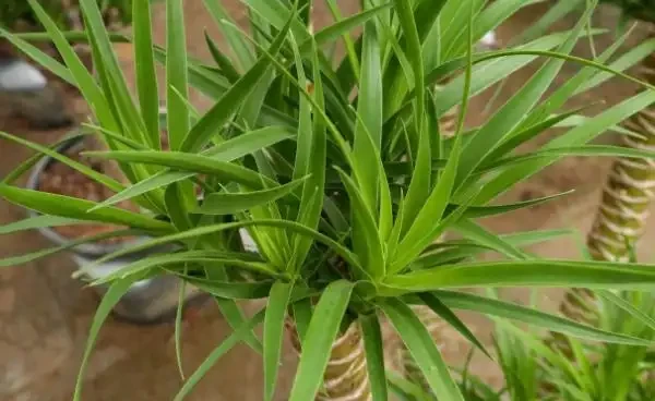 龍血樹的種植、繁殖方法及注意事項，龍血樹的生長習性