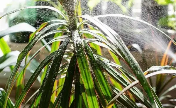 龍血樹的種植、繁殖方法及注意事項，龍血樹的生長習性