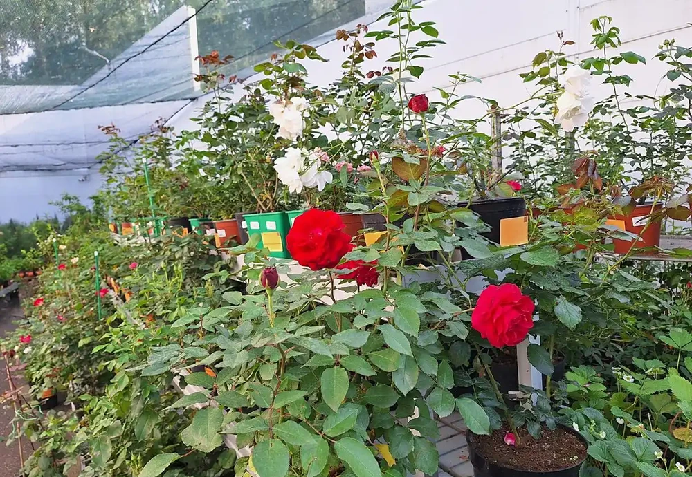 玫瑰花室外能過冬嗎