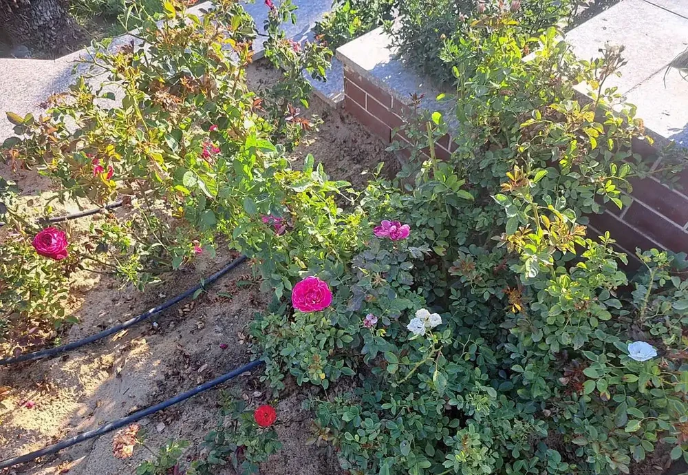 玫瑰花室外能過冬嗎