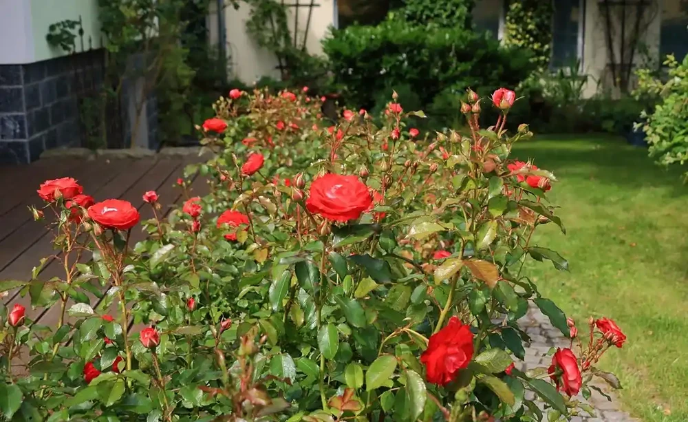 玫瑰花室外能過冬嗎