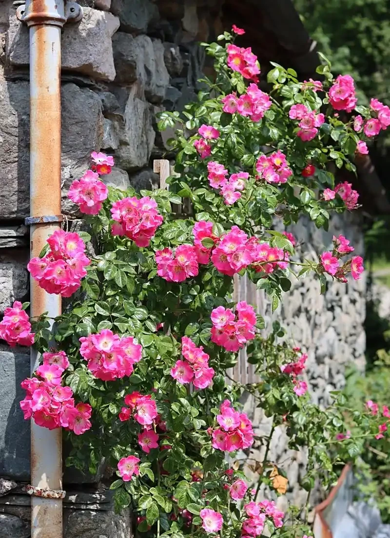 玫瑰花室外能過冬嗎