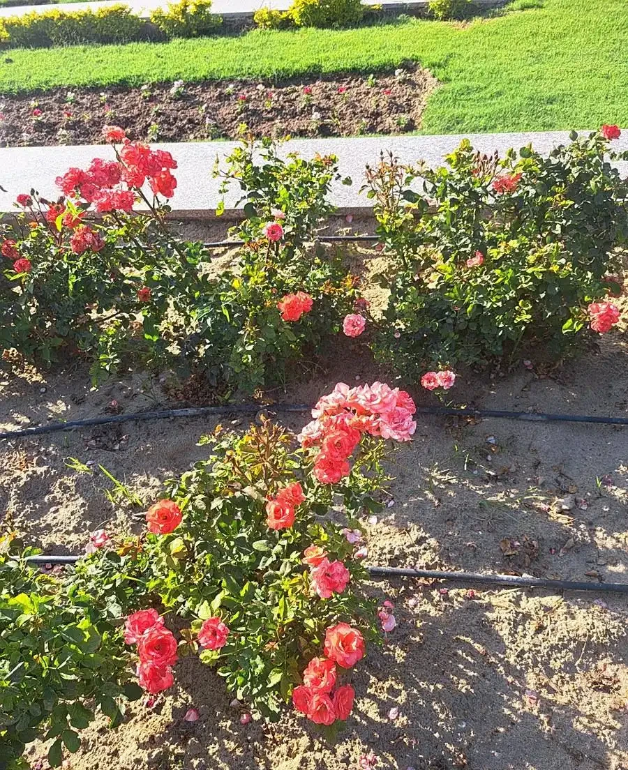 玫瑰花室外能過冬嗎