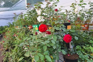 玫瑰花室外能過冬嗎